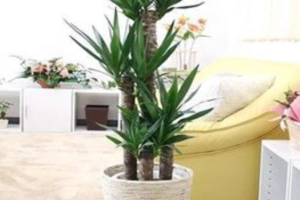 家庭養(yǎng)荷蘭鐵好嗎 養(yǎng)荷蘭鐵對(duì)風(fēng)水的作用