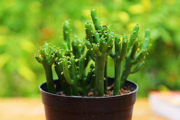 家里養(yǎng)光棍樹吉利嗎 養(yǎng)光棍樹對風(fēng)水的作用