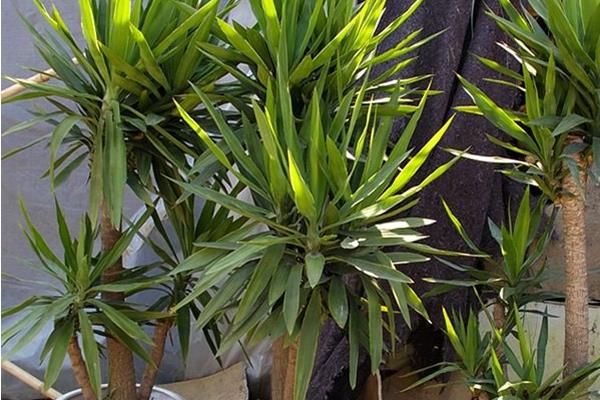 家庭養(yǎng)荷蘭鐵好嗎 養(yǎng)荷蘭鐵對(duì)風(fēng)水的作用