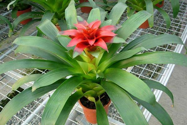 家里養(yǎng)光棍樹吉利嗎 養(yǎng)光棍樹對風(fēng)水的作用