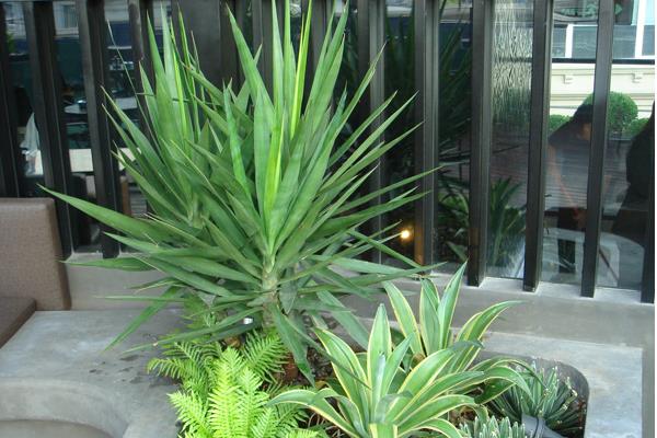 家庭養(yǎng)荷蘭鐵好嗎 養(yǎng)荷蘭鐵對(duì)風(fēng)水的作用