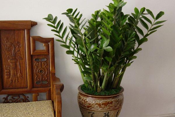 家里養(yǎng)光棍樹吉利嗎 養(yǎng)光棍樹對風(fēng)水的作用