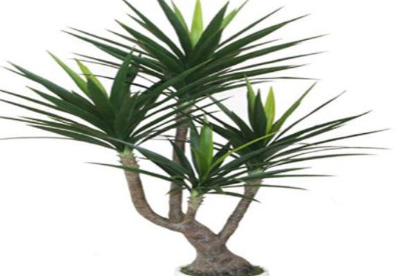 家庭養(yǎng)荷蘭鐵好嗎 養(yǎng)荷蘭鐵對(duì)風(fēng)水的作用