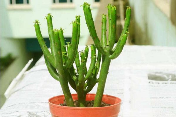 家里養(yǎng)光棍樹吉利嗎 養(yǎng)光棍樹對風(fēng)水的作用