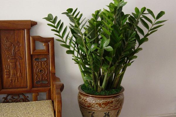 家庭養金錢樹有什么好處 養金錢樹對風水的作用（擺放位置）