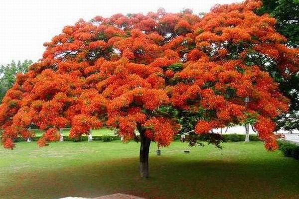 鳳凰木市場價格多少錢一顆（15公分、30公分、50公分等） 鳳凰木的生長習性