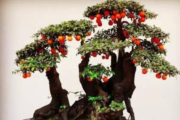 金彈子什么時候開花 金彈子不結果怎么辦