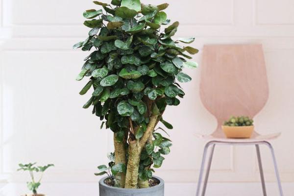 金錢兜怎么養 金錢兜養殖方法與注意事項