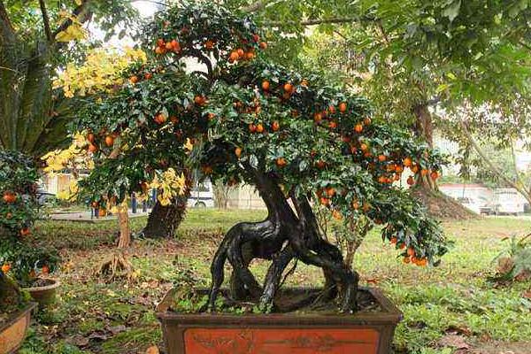 金彈子什么時候開花 金彈子不結果怎么辦