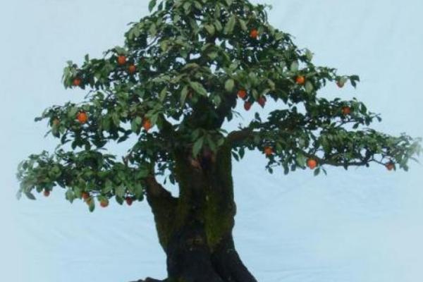 金彈子什么時候開花 金彈子不結果怎么辦