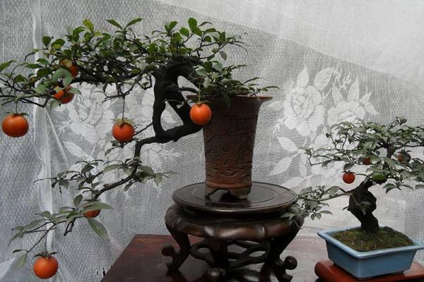 金彈子什么時候開花 金彈子不結果怎么辦