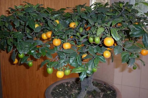 金彈子什么時候開花 金彈子不結果怎么辦