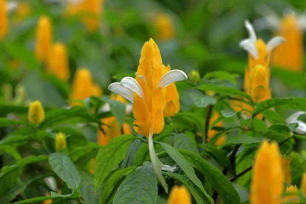 金苞花怎么養 金苞花養殖方法與注意事項