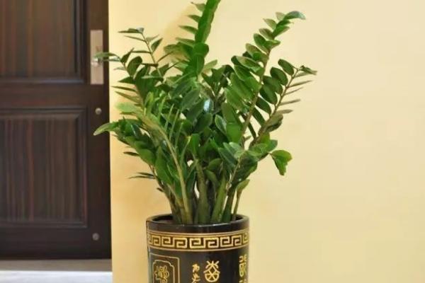 金錢樹怎么澆水（多久澆一次） 金錢樹怎么繁殖