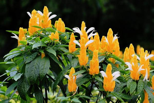 金苞花怎么養 金苞花養殖方法與注意事項
