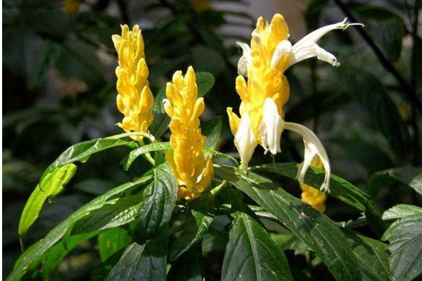 金苞花怎么養 金苞花養殖方法與注意事項