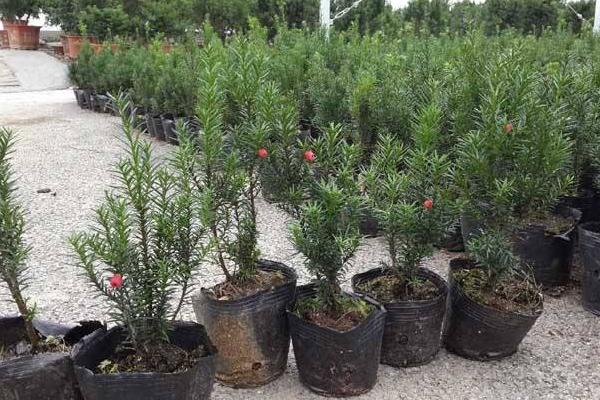 曼地亞紅豆杉怎么養(yǎng) 曼地亞紅豆杉養(yǎng)殖方法與注意事項