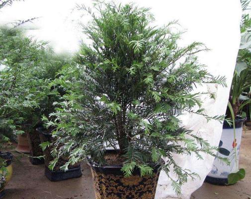 曼地亞紅豆杉怎么養(yǎng) 曼地亞紅豆杉養(yǎng)殖方法與注意事項