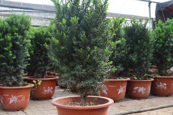 曼地亞紅豆杉怎么養(yǎng) 曼地亞紅豆杉養(yǎng)殖方法與注意事項