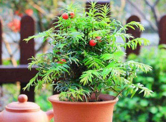 曼地亞紅豆杉怎么養(yǎng) 曼地亞紅豆杉養(yǎng)殖方法與注意事項