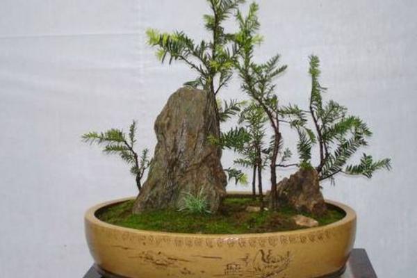 曼地亞紅豆杉怎么養(yǎng) 曼地亞紅豆杉養(yǎng)殖方法與注意事項