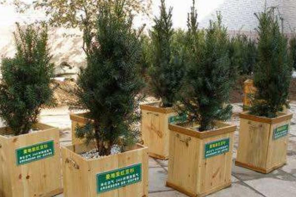 曼地亞紅豆杉怎么養(yǎng) 曼地亞紅豆杉養(yǎng)殖方法與注意事項