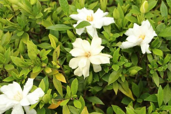 小葉梔子和大葉梔子的區(qū)別是什么 小葉梔子的繁殖方法