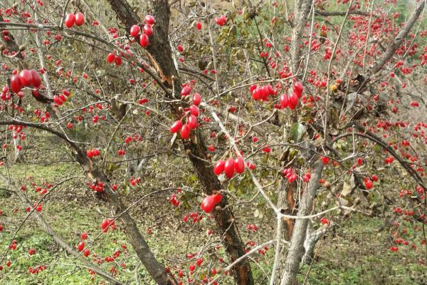 山茱萸的功效與作用及禁忌 山茱萸藥用價(jià)值