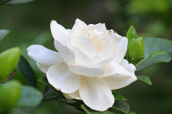 小葉梔子和大葉梔子的區(qū)別是什么 小葉梔子的繁殖方法