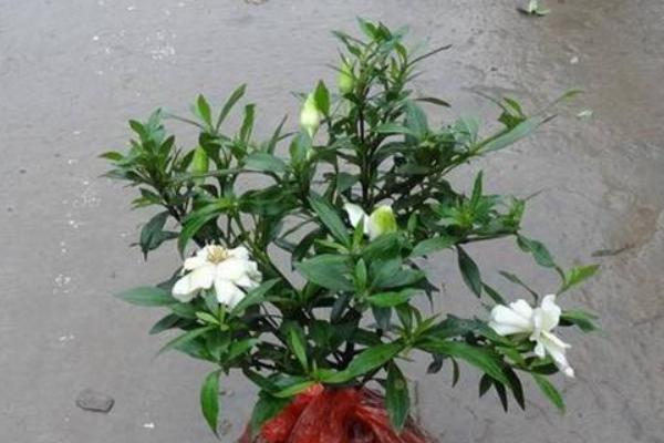 小葉梔子和大葉梔子的區(qū)別是什么 小葉梔子的繁殖方法