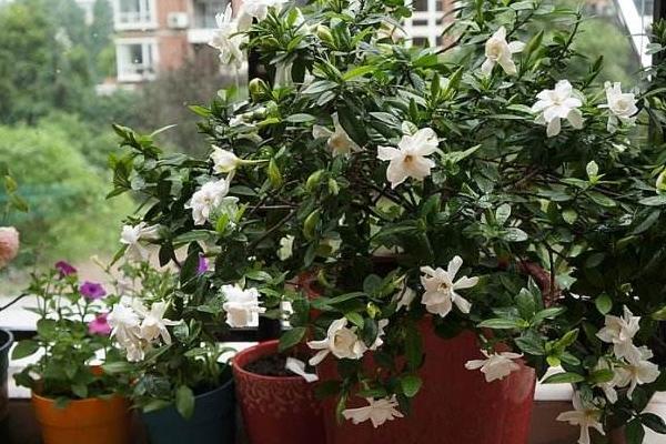 小葉梔子和大葉梔子的區(qū)別是什么 小葉梔子的繁殖方法