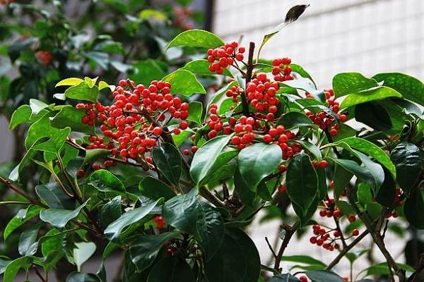 朱砂根什么時(shí)候開花(幾月) 朱砂根怎么繁殖