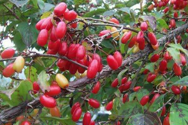 山茱萸的功效與作用及禁忌 山茱萸藥用價值