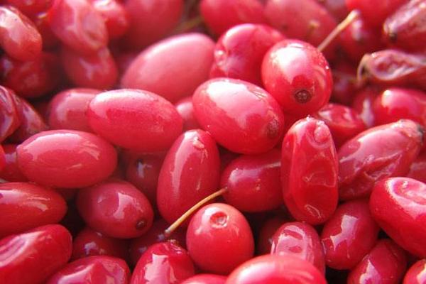 山茱萸的功效與作用及禁忌 山茱萸藥用價值