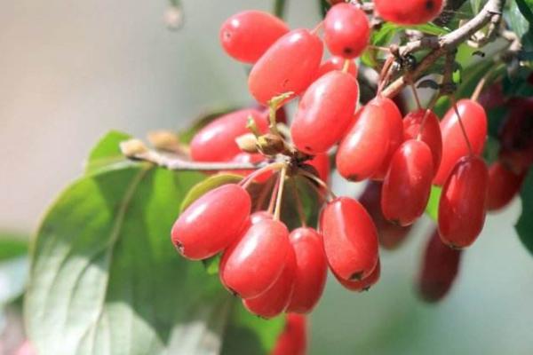 山茱萸的功效與作用及禁忌 山茱萸藥用價值