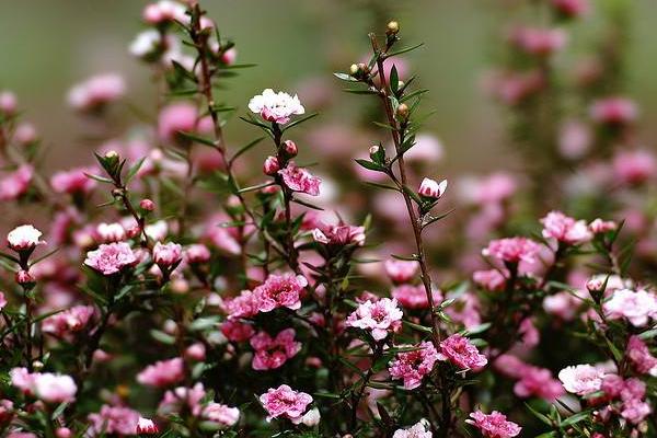 松紅梅市場價格多少錢一盆 松紅梅四季養護方法