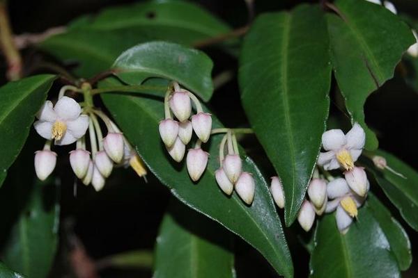 朱砂根什么時(shí)候開花(幾月) 朱砂根怎么繁殖