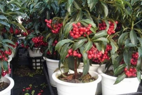 朱砂根什么時(shí)候開花(幾月) 朱砂根怎么繁殖