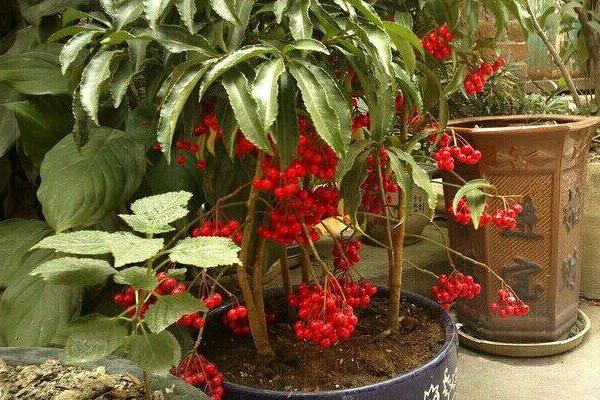 朱砂根什么時(shí)候開花(幾月) 朱砂根怎么繁殖