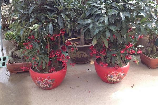 朱砂根什么時(shí)候開花(幾月) 朱砂根怎么繁殖