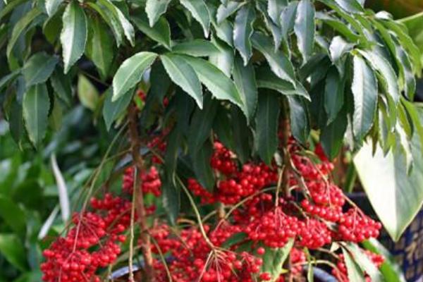 朱砂根什么時(shí)候開花(幾月) 朱砂根怎么繁殖