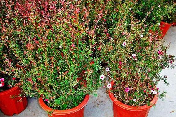 松紅梅市場(chǎng)價(jià)格多少錢(qián)一盆 松紅梅四季養(yǎng)護(hù)方法
