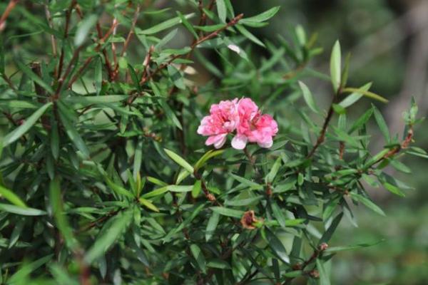 松紅梅市場(chǎng)價(jià)格多少錢(qián)一盆 松紅梅四季養(yǎng)護(hù)方法