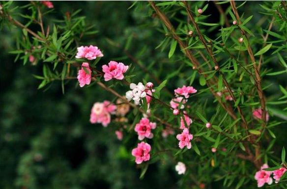 松紅梅市場(chǎng)價(jià)格多少錢(qián)一盆 松紅梅四季養(yǎng)護(hù)方法