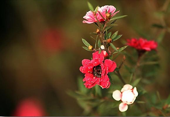 松紅梅市場(chǎng)價(jià)格多少錢(qián)一盆 松紅梅四季養(yǎng)護(hù)方法