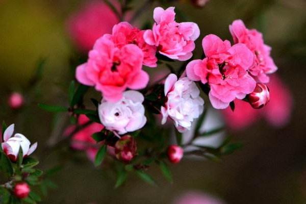 松紅梅市場(chǎng)價(jià)格多少錢(qián)一盆 松紅梅四季養(yǎng)護(hù)方法