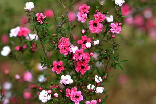 松紅梅怎么扦插繁殖 松紅梅怎么施肥