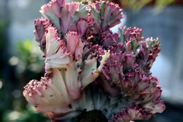 金麒麟花怎么養 金麒麟花養殖方法與注意事項