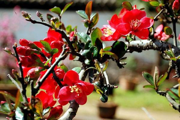 貼梗海棠和木瓜海棠的區(qū)別是什么 貼梗海棠生長習(xí)性