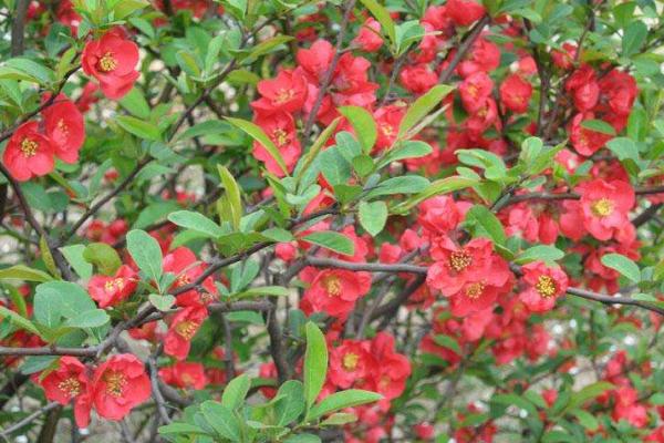 貼梗海棠和木瓜海棠的區(qū)別是什么 貼梗海棠生長習(xí)性